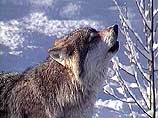 В Тамбовской области откроют музей волка