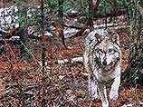 Объявлен конкурс на лучшего "тамбовского волка"