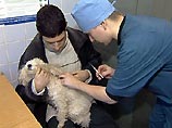 Российские ветлечебницы в ближайшее время смогут легально применять при операциях психотропные средства для наркоза животных Российские ветлечебницы в ближайшее время смогут легально применять при операциях психотропные средства для наркоза животных