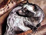Виверры обитают в кронах кофейных деревьев на плантациях в Юго-Восточной Азии Виверры обитают в кронах кофейных деревьев на плантациях в Юго-Восточной Азии