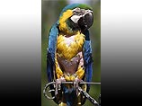 Сине-желтый ара проживает в садовом центре в английском графстве Сарри, и его нынешний хозяин Питер Орам утверждает, что когда-то птица жила у британского премьера