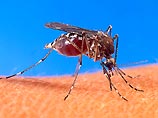 На сегодняшний день ученые уже готовы выпустить из лабораторий комаров, генетически запрограммированных на борьбу с малярией На сегодняшний день ученые уже готовы выпустить из лабораторий комаров, генетически запрограммированных на борьбу с малярией