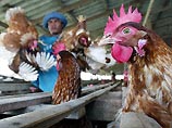 Эпидемия птичьего гриппа перекинулась на Индонезию