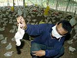 Напомним, есть две разновидности вируса - менее опасная H5N2, которая смертельна для птиц, но, как считают ученые, не представляет угрозы для человека Напомним, есть две разновидности вируса - менее опасная H5N2, которая смертельна для птиц, но, как считают ученые, не представляет угрозы для человека