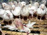 Вся домашняя птица в радиусе пяти километров от фермы посажена на карантин Вся домашняя птица в радиусе пяти километров от фермы посажена на карантин
