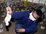 В Индонезии "птичьим гриппом" заболела трехлетняя девочка
