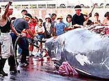 Невероятное зрелище могли наблюдать во вторник жители тайваньского города Тайнань: взрыв гигантского кашалота. Огромную 17-метровую тушу весом 50 тонн перевозили в научную лабораторию для вскрытия на открытой платформе