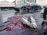 Опубликованы фото взорвавшегося кашалота Опубликованы фото взорвавшегося кашалота