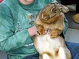 Это - кролик с весом более 10 кг. Если бы он не помог 42-летнему Саймону Стеггалу, то хозяин кролика, вероятно, был бы сейчас мертв