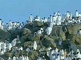 Сотни тысяч паломников в Саудовской Аравии благополучно добрались до горы Арафат