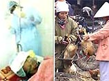 Во Вьетнаме от "птичьего гриппа" умерла 17-летняя девушка Во Вьетнаме от "птичьего гриппа" умерла 17-летняя девушка