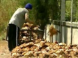 Еще одна жертва "птичьего гриппа": в Таиланде умер шестилетний мальчик Еще одна жертва "птичьего гриппа": в Таиланде умер шестилетний мальчик