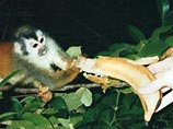 В Колумбии обезьяна-карманница работала за бананы