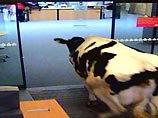 Корова в офисе