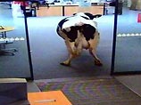 Корова в офисе