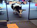 В Германии корова сбежала со свадьбы в банк (ФОТО)