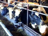 В Сочи бесхозных коров стали эвакуировать  на штрафстоянки