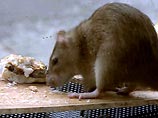 В Риге домашние крысы едва не съели пенсионерку 