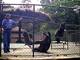 По словам сотрудника экспертной лаборатории полиции Сан-Паулу Антонио Карлоса Сильвейры, в зоопарке погибли три шимпанзе, три тапира, три верблюда и слон
