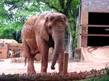 Зоопарк в Сан-Паулу поразила череда загадочных смертей животных