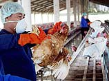  "Птичий грипп" вернулся в девять провинций Таиланда, ранее объявленных свободными от вируса опасной болезни