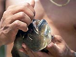 В водах Темзы появились пираньи В водах Темзы появились пираньи