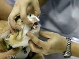  "Даже если будет доказано, что домашние кошки легко заражаются штаммом H5N1, что кажется маловероятным, это вряд ли в серьезной мере скажется на присутствии вируса в окружающей среде", - отмечается в сообщении