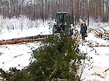 Жители Ярославской области собирают в лесах шишки и продают их по 4 рубля за килограмм