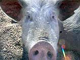 Гигантская свинья из Китая весом 900 кг имеет все шансы войти в Книгу рекордов Гиннеса. По сообщению китайского агентства Xinhua, умершее от недостатка физической активности в возрасте 5 лет животное на 200 кг тяжелее предыдущей рекордсменки
