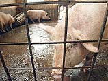 Гигантская свинья из Китая весом 900 кг может войти в Книгу рекордов Гиннеса