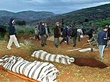 В результате землетрясения в Марокко погибли 564 человека В результате землетрясения в Марокко погибли 564 человека