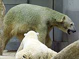 Обычно бело-желтые шубы медведицы Шебы и ее сына Инуки позеленели от того, что на шерсти стали активно цвести водоросли