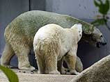 В Сингапуре белые медведи плесневеют заживо - они стали зелеными (ФОТО)