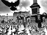 Высокий суд Лондона рассмотрит иск по вопросу кормления голубей на Трафальгарской площади Высокий суд Лондона рассмотрит иск по вопросу кормления голубей на Трафальгарской площади