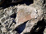 Два новых вида динозавров обнаружены в Антарктиде Два новых вида динозавров обнаружены в Антарктиде