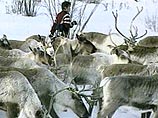 Во время снежного бурана на Чукотке погибли 370 оленей