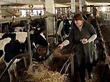 На молочной ферме ЗАО "Мельниково" в калининградской области содержится 10 тысяч коров. В обычный корм им добавляют шоколад и другие сладости
