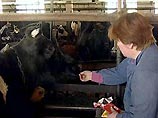 На ферме сообщили, что добавки шоколада и сладостей в корм коровам придает молоку "особую пикантность" и повышает жирность. Коровам потребовалось некоторое время, чтобы привыкнуть к новому рациону, а телята полюбили его с первого дня