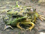 На лужайке детского сада в английском графстве Сомерсет была обнаружена лягушка-мутант