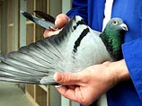 По меньшей мере, 5 тысяч голубей погибли в результате инцидента у берегов Тайваня