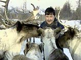 Оленеводы НАО собрались на съезд Оленеводы НАО собрались на съезд