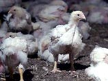 Число умерших от "птичьего гриппа" в странах Азии достигло 23 человек
Число умерших от "птичьего гриппа" в странах Азии достигло 23 человек