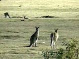 На жительницу Австралии напал кенгуру