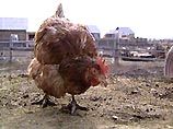 Белорусская курица снесла самое большое яйцо в мире, побив кубинскую рекордсменку Белорусская курица снесла самое большое яйцо в мире, побив кубинскую рекордсменку