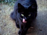 Такие виды суеверий, как гадание на картах, боязнь черных кошек и фатального числа 13, также имеют распространение