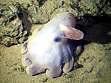 Среди существ, пойманных на глубине более одной мили, был осьминог-дамбо