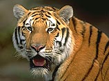 Бенгальский тигр-людоед  съел 5 туристов 