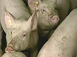 В немецкой столице проживает около 9 тысяч свиней. Они ведут свободный образ жизни без определенного места жительства
