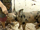 Охотники будут отстреливать в центре Берлина диких свиней, заселивших город Охотники будут отстреливать в центре Берлина диких свиней, заселивших город