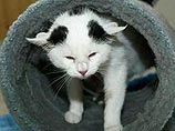 Котенок с четырьмя ушами родился в Германии Котенок с четырьмя ушами родился в Германии